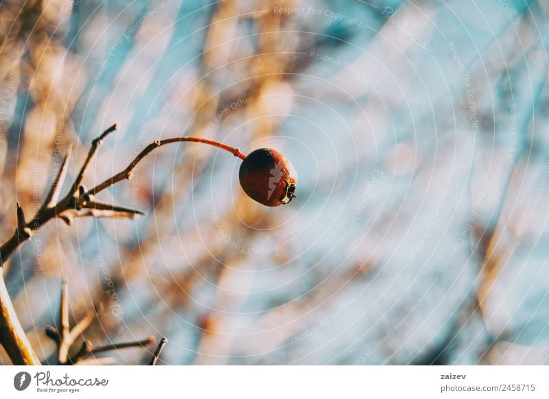 Nahaufnahme von kleinen, runden und roten Rosen-Hundefrüchten im Winter Frucht Kräuter & Gewürze schön Medikament Sommer Garten Umwelt Natur Pflanze Baum