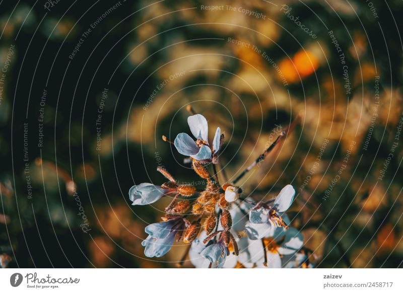 Kleine weiße Blüten im orangefarbenen Licht des Sonnenuntergangs schön Sommer Garten Natur Pflanze Frühling Herbst Blume Blatt Park dunkel natürlich wild gelb