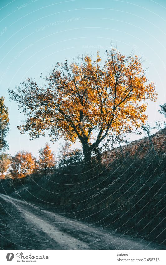 Sonnenuntergangslicht, das die gelben Blätter eines Baumes im Winter beleuchtet schön Berge u. Gebirge Garten Umwelt Natur Landschaft Pflanze Himmel Herbst