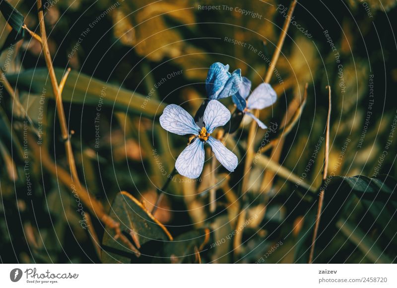 Nahaufnahme der Rafanus-Fliederblüte mit Sonnenuntergangslicht schön Sommer Garten Umwelt Natur Pflanze Blume Sträucher Blatt Blüte Grünpflanze Nutzpflanze