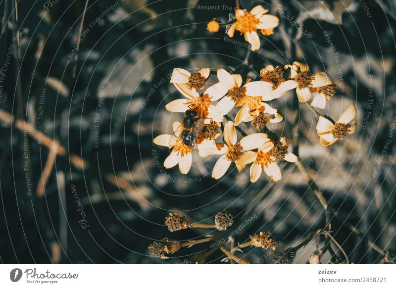 Kleine gelbe Blüten, die von einer Biene bestäubt werden. schön Leben Sommer Garten Umwelt Natur Pflanze Blume Gras Sträucher Blatt Grünpflanze Nutzpflanze