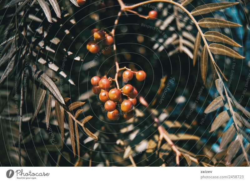 Nahaufnahme von roten Beeren und Blättern von Schinus molle in der Natur Frucht schön Sommer Garten Umwelt Pflanze Baum Sträucher Blatt Grünpflanze Nutzpflanze