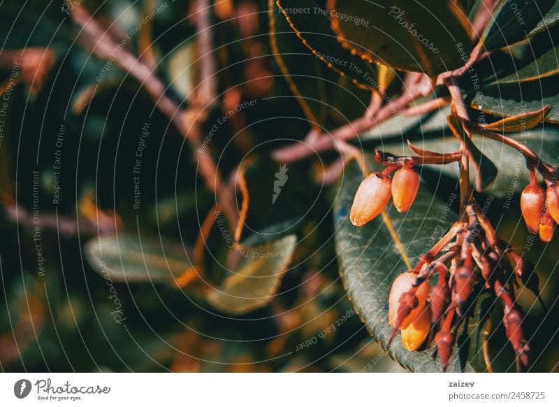 Nahaufnahme von Arbutus unedo-Blüten in der Natur schön Sommer Garten Pflanze Baum Blume Sträucher Blatt Grünpflanze Nutzpflanze Wildpflanze Park Wiese Feld