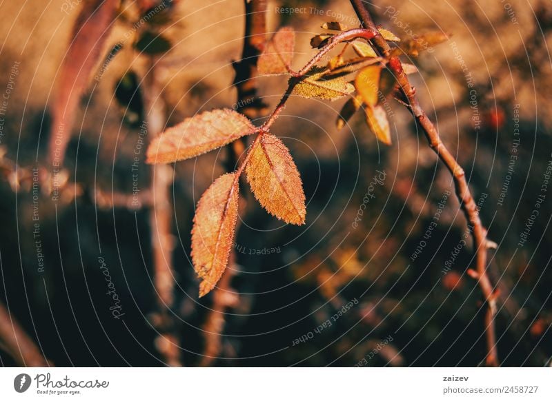 Rote und orangefarbene Blätter von Rubiginosa sind im Herbst in der Natur entstanden. Design Winter Kunst Umwelt Pflanze Baum Sträucher Blatt Grünpflanze