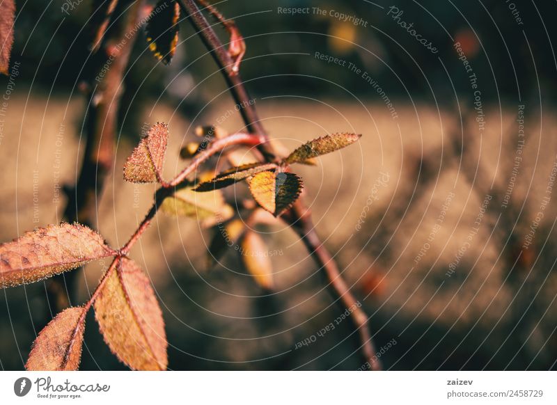 Rote und orangefarbene Blätter von Rubiginosa sind im Herbst in der Natur entstanden. Design Winter Kunst Umwelt Pflanze Baum Sträucher Blatt Grünpflanze