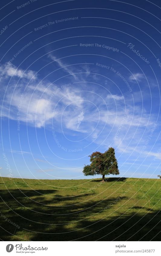 entspannte ruhe Umwelt Natur Pflanze Erde Luft Himmel Horizont Sommer Schönes Wetter Baum stehen ästhetisch blau grün Zufriedenheit Einsamkeit Kraft Farbfoto