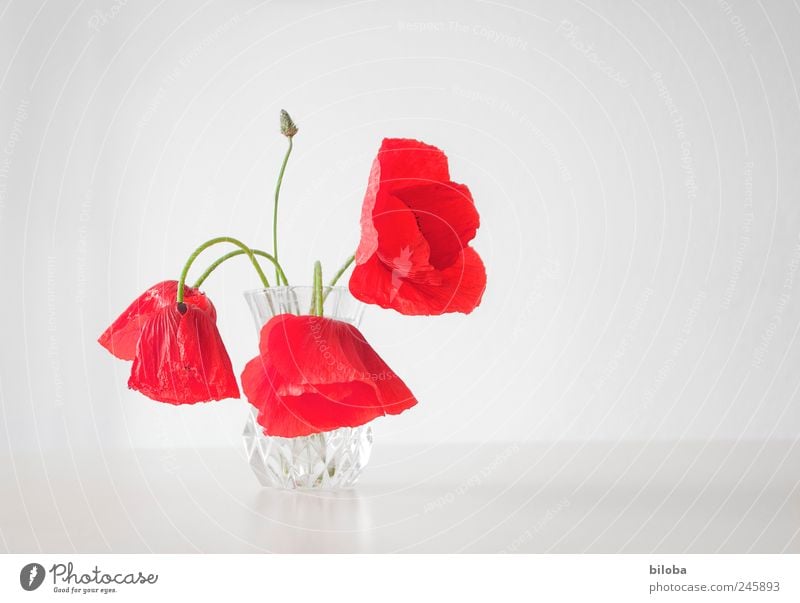 Mo(h)ntag Mohn Mohnblüte Blumenstengel 3 grün rot weiß Muttertag Dekoration & Verzierung Farbfoto Innenaufnahme Menschenleer Textfreiraum rechts