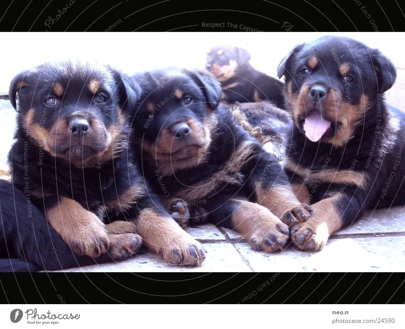 Carlo, Elba und Panja Freundschaft Fell Haustier Hund kuschlig niedlich braun schwarz Welpe Rottweiler Säugetier gähnen Kuscheln Tierjunges Hundekopf Hundeblick