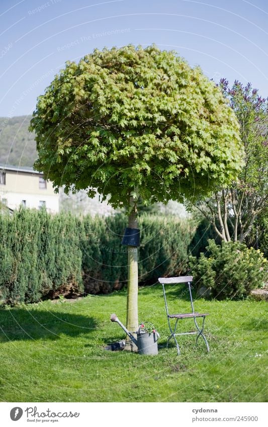 Gartenidyll Lifestyle harmonisch Wohlgefühl Erholung ruhig Ausflug Sonnenbad Umwelt Natur Wolkenloser Himmel Sommer Baum Gras Wiese Beratung Einsamkeit