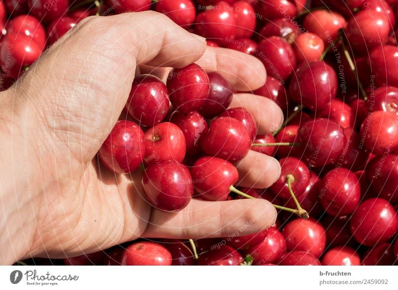 Kirschenernte Lebensmittel Frucht Bioprodukte Mann Erwachsene Hand Finger Sommer festhalten frisch lecker rot Ernte reif Süßwaren fruchtig viele Farbfoto