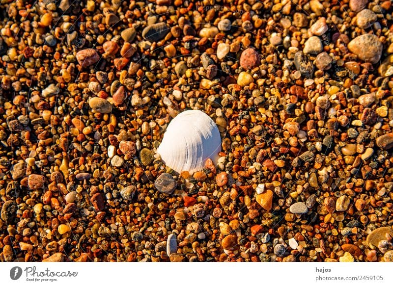 Kiesel am Strand mit Muschel Design Ostsee Tourismus Kieselsteine Muschelschale weiß zentriert natur Ferien & Urlaub & Reisen Hintergrundbild Kieselstrand