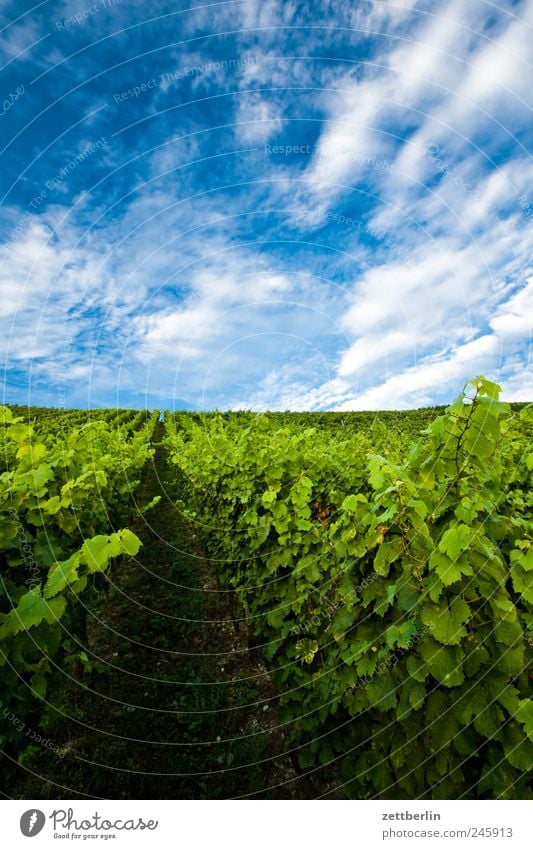 Weinberg Winzer Himmel Wolken Sommer Landwirtschaft Ernte Blatt Sträucher Berge u. Gebirge Hügel Erholung Tourismus Weinlese