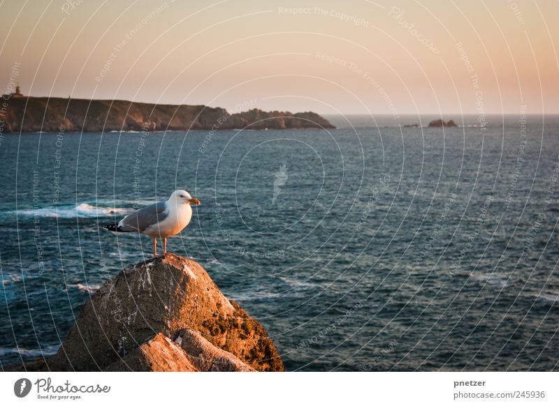 Ausblick Umwelt Natur Luft Wasser Wolkenloser Himmel Sonnenaufgang Sonnenuntergang Sommer Klima Klimawandel Wetter Schönes Wetter Felsen Wellen Küste Bucht Meer