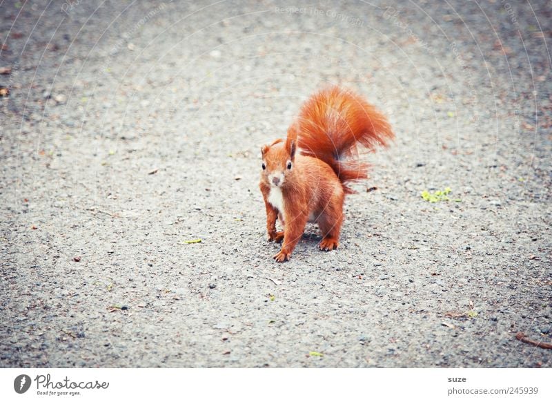 Knickohr Tier Erde Fell Wildtier 1 schön klein lustig Neugier niedlich grau rot Interesse Eichhörnchen Nagetiere Schwanz Boden tierisch Farbfoto mehrfarbig