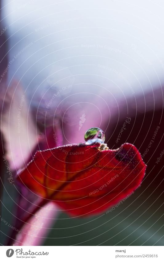 Balanceakt Leben Natur Wassertropfen Pflanze Blatt rund leuchten einzigartig rot Reinheit Hoffnung demütig Farbfoto mehrfarbig Außenaufnahme Makroaufnahme