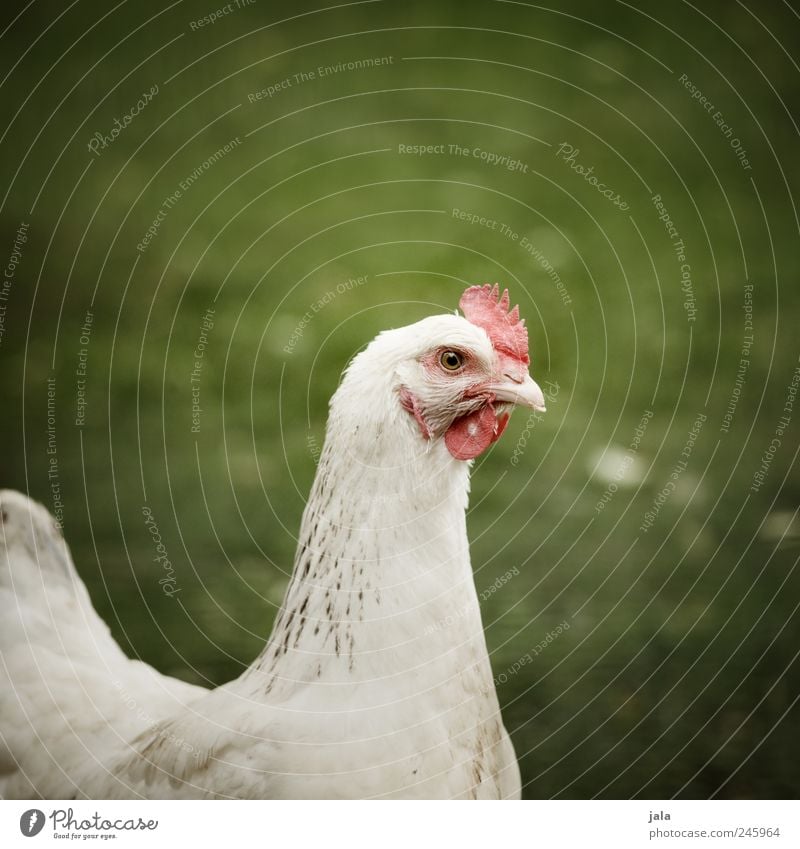 bin ich auch schön? Natur Pflanze Gras Wiese Tier Nutztier Vogel Tiergesicht Haushuhn 1 natürlich grün weiß Farbfoto Menschenleer Textfreiraum rechts