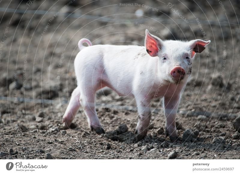 Cute happy baby pig with ear tag Tier 1 Tierjunges lustig braun rosa agriculture animal barn barnyard cute dirt domestic farm farmyard head hog little mud oink