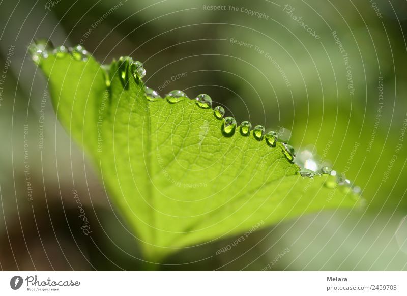 Tautropfen an grünem Blatt reflektieren in der Sonne Natur Pflanze Wassertropfen Sonnenlicht Frühling Schönes Wetter Wald ästhetisch außergewöhnlich Idylle