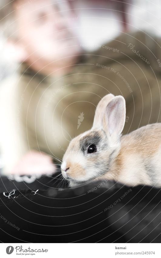 Aufrechte Löffel Tier Haustier Tiergesicht Fell Hase & Kaninchen Zwerghase Zwergkaninchen Ohr Hasenohren 1 Tierjunges sitzen hell niedlich Sicherheit