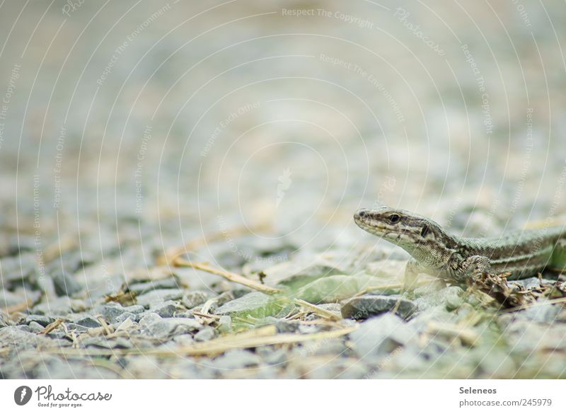 Sonnenbad Sommer Umwelt Natur Schönes Wetter Tier Wildtier Tiergesicht Echsen 1 Stein klein Kies Farbfoto Menschenleer Textfreiraum links Tag Licht