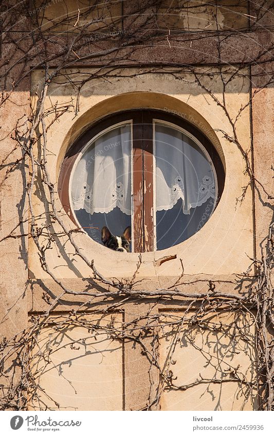 Hund, der sich aus dem runden Fenster lehnt, Frankreich Lifestyle Winter Haus Dekoration & Verzierung Freundschaft Pflanze Tier Baum Dorf Gebäude Architektur