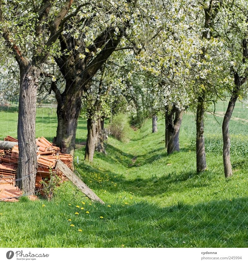 Frühlingspfad harmonisch Wohlgefühl Erholung ruhig Ausflug wandern Umwelt Natur Landschaft Baum Blüte Wiese Bewegung Einsamkeit einzigartig entdecken Erwartung