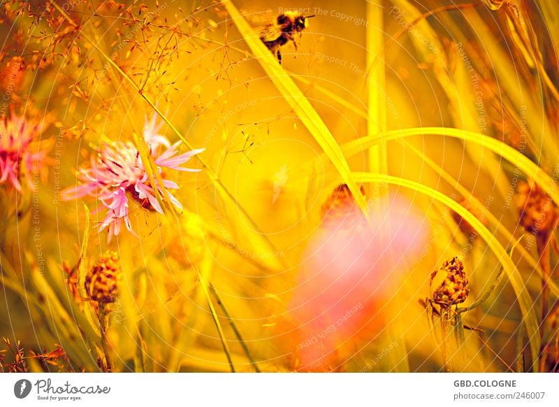 Brummer im Anflug! Natur Landschaft Pflanze Sommer Schönes Wetter Gras Blüte Wildpflanze Wiese Tier Flügel Hummel 1 fliegen fantastisch Freundlichkeit