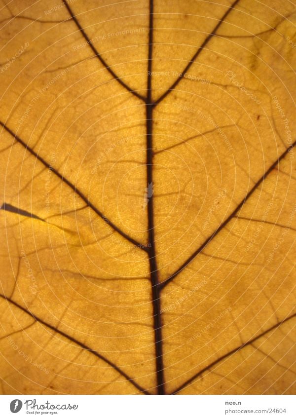 Eichenlaub Natur Herbst Baum Blatt Wildpflanze braun orange Farbe Faser Gefäße herbstlich Eichenblatt Laubbaum Farbfoto Detailaufnahme