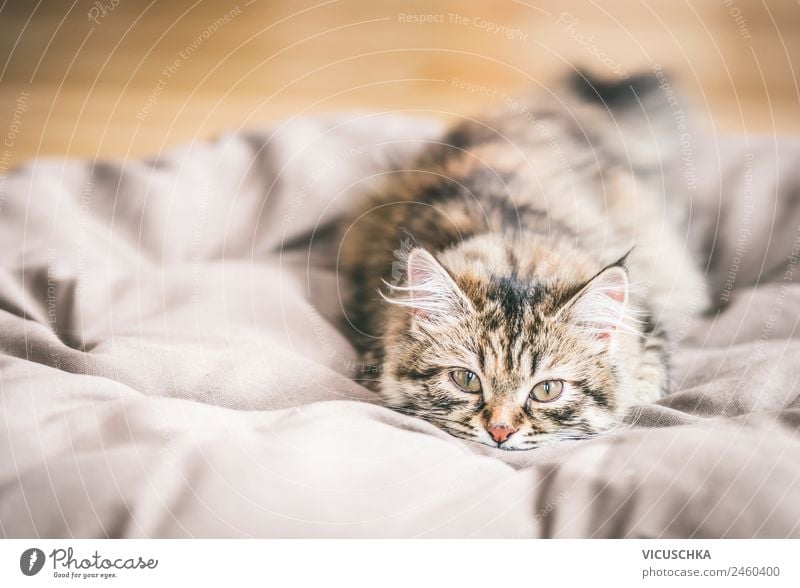 Sibirische Waldkatzen Kätzchen Lifestyle Häusliches Leben Tier Haustier Katze Katzenbaby Kitten Sibirische Katze Farbfoto Innenaufnahme Nahaufnahme