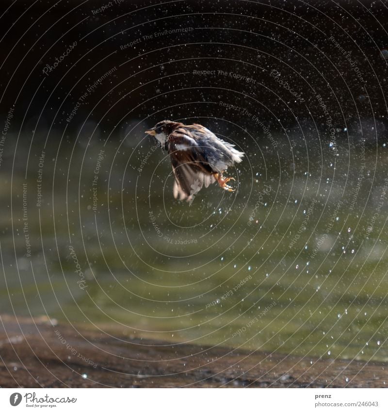 spatz Tier Park Wildtier Vogel Flügel 1 fliegen grau Spatz fliegend nass Wasser Wassertropfen Brunnen Farbfoto Außenaufnahme Menschenleer Morgen Licht