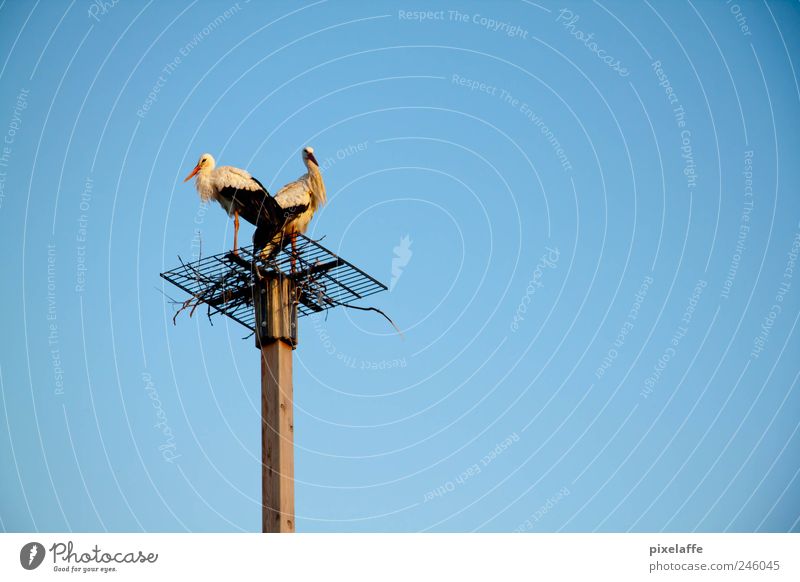 Störche Natur Tier Wildtier Vogel Zoo 2 Tierpaar Stimmung Glück Storch Farbfoto Außenaufnahme Textfreiraum rechts Abend Sonnenlicht Sonnenaufgang