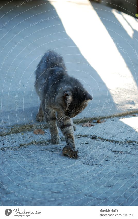 Katze und Maus Tier Haustier 2 Bewegung Jagd Spielen Aggression dunkel authentisch blau grau weiß Farbfoto Außenaufnahme Menschenleer Morgen Schatten Kontrast