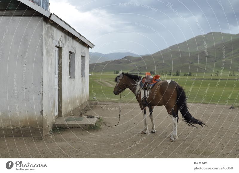 shopping Reiten Landschaft Tier Wolken Gewitterwolken Sommer Unwetter Wind Hügel Berge u. Gebirge Steppe Mongolei Haus Gebäude Fassade Fenster Tür Nutztier