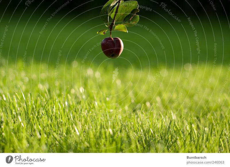 Bodennähe Apfel Natur Pflanze Sommer Baum Gras Blatt Apfelbaum Apfelbaumblatt Garten Wiese hängen grün rot Perspektive Farbfoto Außenaufnahme Tag Sonnenlicht