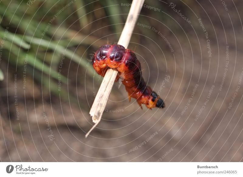 Körperspannung Zweig Tier Schmetterling Raupe Weidenbohrer cossus cossus holzbohrer Insekt 1 hängen Ekel natürlich Farbfoto Außenaufnahme Nahaufnahme