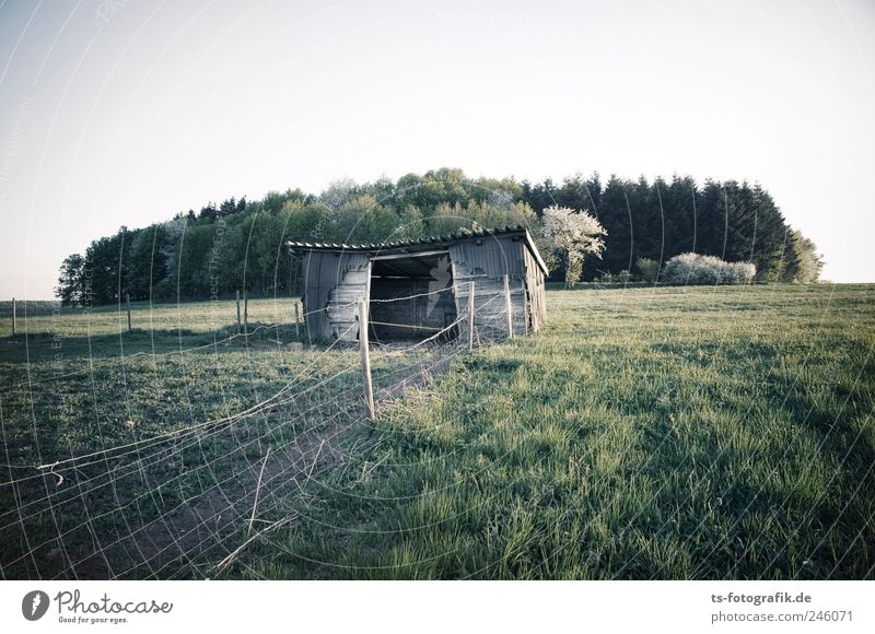 1-Raum-Wohnung (naturnah) Umwelt Natur Landschaft Pflanze Erde Sommer Baum Gras Grünpflanze Nutzpflanze Wiese Feld Wald Haus natürlich grün ländlich