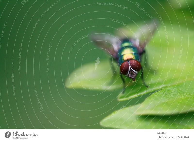 Goldfliege auf einem grünen Blatt Fliege grüne Fliege Facettenauge Facettenaugen hellgrün natürlich glänzend einfach heimisch klein nah braun stehen normal