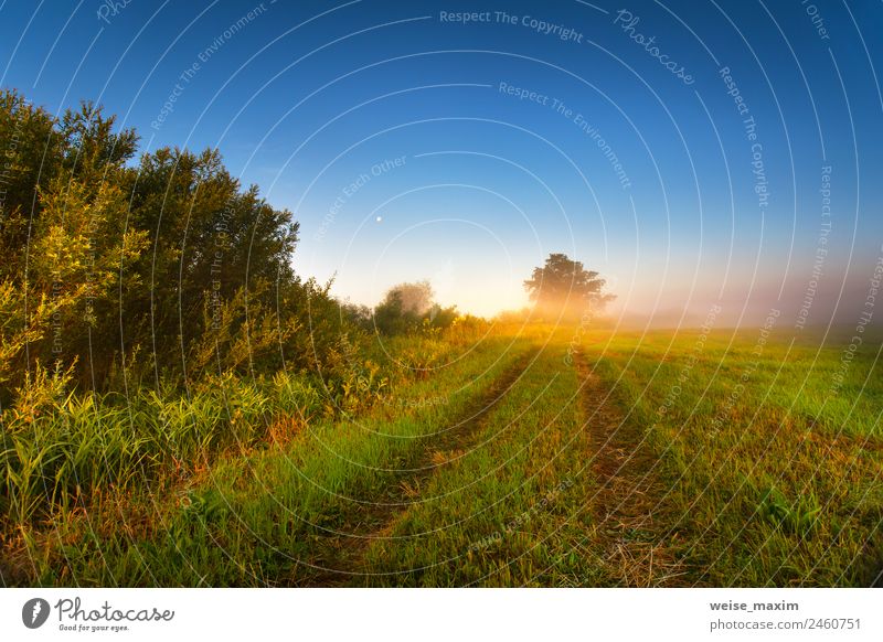 Nebliger, sonniger Morgen auf dem Sommerfeld Ferien & Urlaub & Reisen Sonne Natur Landschaft Himmel Wolken Herbst Schönes Wetter Nebel Baum Gras Sträucher