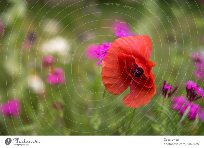 Klatschmohn in der Blumenwiese Natur Pflanze Sommer Gras Blatt Blüte Phlox Garten Wiese Blühend Duft verblüht Wachstum ästhetisch schön grün violett orange rosa