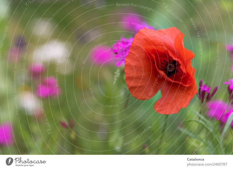 Mohn am Donnerstag Natur Pflanze Sommer Blume Gras Blatt Blüte Wildpflanze Klatschmohn Mohnblüte Wiesenblume Garten Blühend verblüht schön grün violett orange