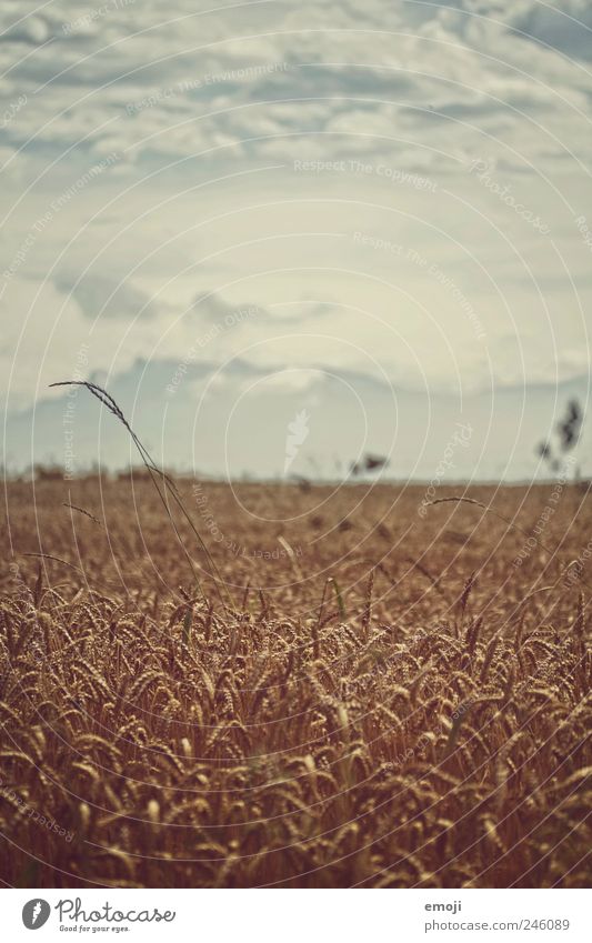 Getreidefeld Natur Landschaft Himmel Sommer Klimawandel Nutzpflanze Feld Berge u. Gebirge dunkel Korn Kornfeld Landwirtschaft natürlich Farbfoto Gedeckte Farben