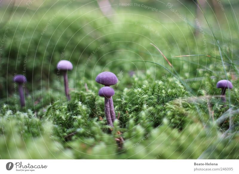 Guten Appetit - das Auge isst mit! Natur Pflanze Moos berühren Duft lecker natürlich weich grün violett Freude Erholung genießen Pilz Lila Moosteppich