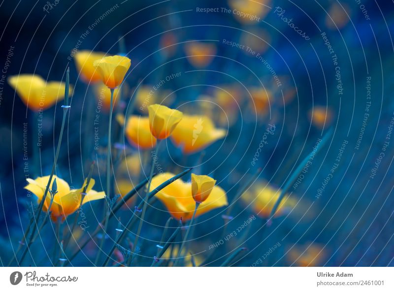 Goldmohn - Natur und Blumen Wellness Leben harmonisch Wohlgefühl Zufriedenheit Erholung ruhig Meditation Kur Spa Tapete Bild Postkarte Feste & Feiern Pflanze