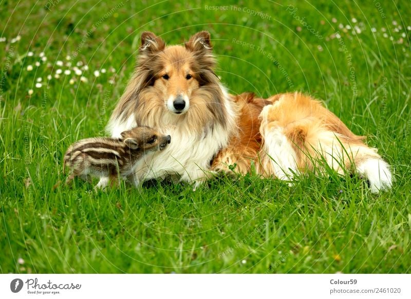 Frischling spielt mit Collie Hündin schön Spielen Baby Freundschaft Natur Tier Frühling Gras Wiese Haustier Wildtier Hund 2 genießen liegen klein lustig