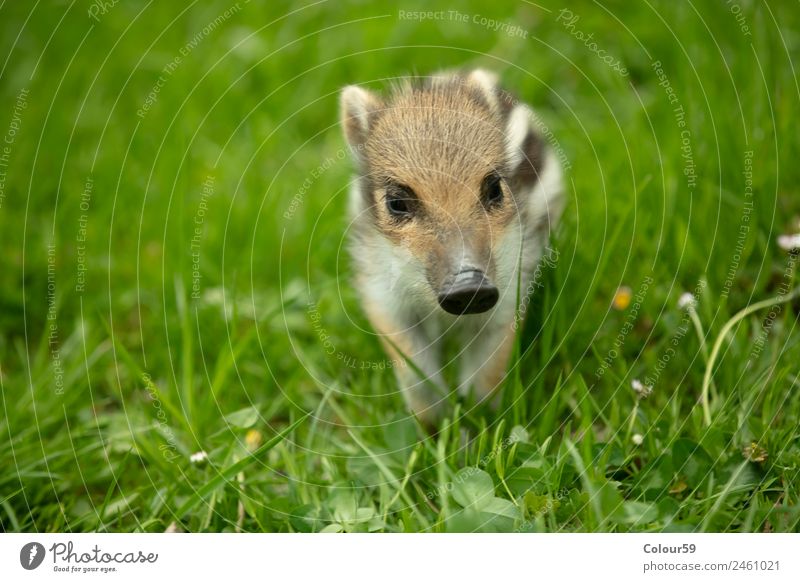 Frischling schön Baby Natur Tier Frühling Gras Wiese Wildtier 1 Tierjunges genießen klein niedlich braun grün weiß Fröhlichkeit wild Eber Ferkel Säugetier