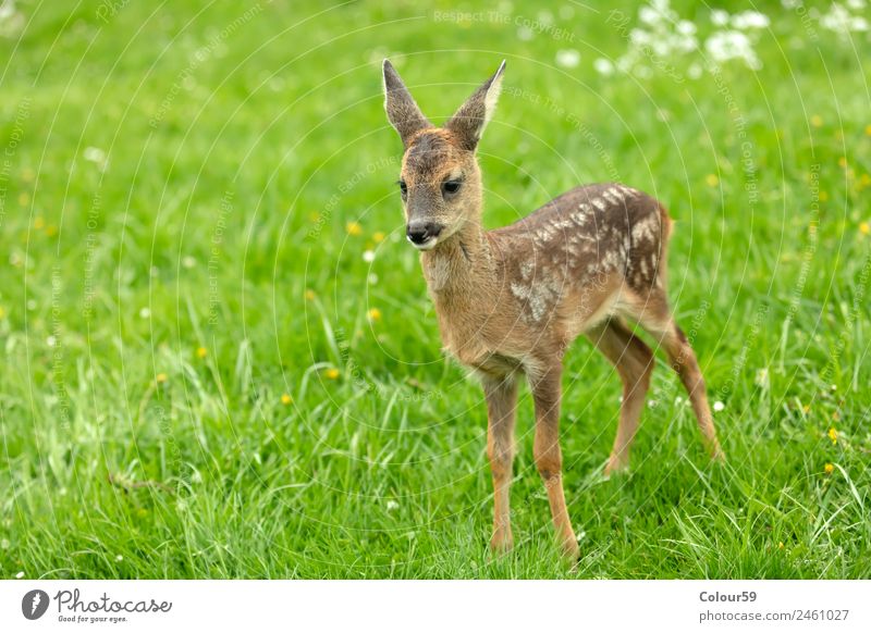 Rehkitz schön Sommer Baby Natur Tier Frühling Gras Park Wiese Feld Wildtier 1 Tierjunges stehen niedlich braun grün Kitz Hirsche Säugetier Bambi Odocileus