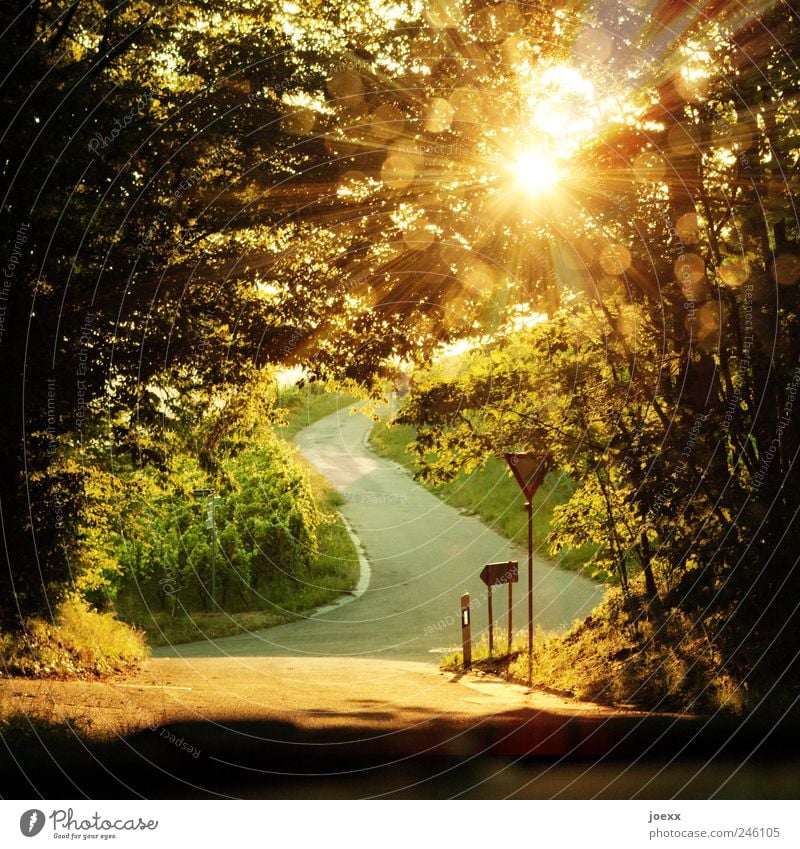 Schattenplätzchen Landschaft Sonne Sonnenlicht Sommer Schönes Wetter Baum Nutzpflanze Berge u. Gebirge Straße Straßenkreuzung Verkehrszeichen hell schön braun