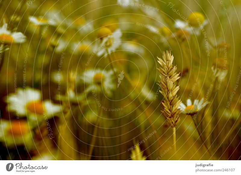 Sommer Umwelt Natur Pflanze Blume Blüte Wiese Feld Wachstum natürlich Stimmung Idylle Ähren Getreide Feldrand Kamille Heilpflanzen Farbfoto Außenaufnahme