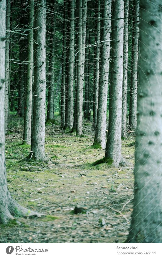 Ökosystem Umwelt Natur Landschaft Klima Pflanze Baum Gras Moos Blatt Grünpflanze Wildpflanze Wald atmen Ast Waldlichtung Zweige u. Äste Waldboden Lebensraum