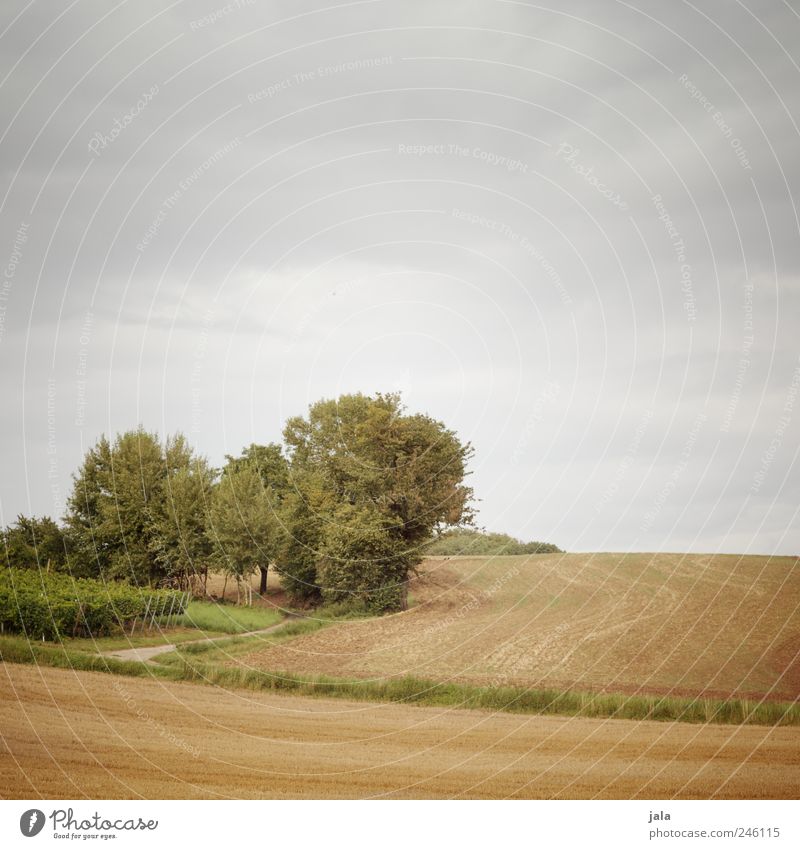 feld & flur Umwelt Natur Landschaft Pflanze Himmel Baum Gras Sträucher Grünpflanze Nutzpflanze Feld natürlich blau gold grün Farbfoto Außenaufnahme Menschenleer